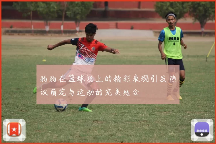 狗狗在篮球场上的精彩表现引发热议萌宠与运动的完美结合